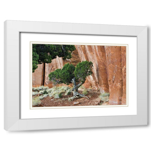 UT, Monument Valley Juniper tree in canyon White Modern Wood Framed Art Print with Double Matting by Rotenberg, Nancy