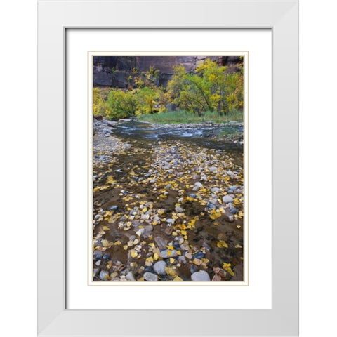 USA, Utah, Zion NP Fallen Leaves in The Narrows White Modern Wood Framed Art Print with Double Matting by Rotenberg, Nancy