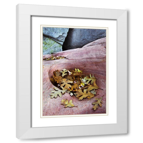 Utah, Zion NP Gambel oak leaves on red rock White Modern Wood Framed Art Print with Double Matting by Rotenberg, Nancy