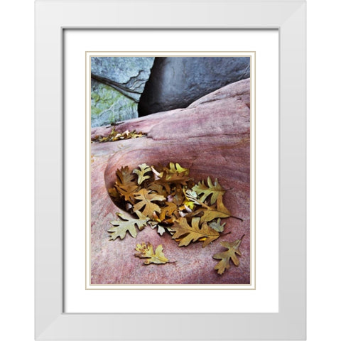 Utah, Zion NP Gambel oak leaves on red rock White Modern Wood Framed Art Print with Double Matting by Rotenberg, Nancy