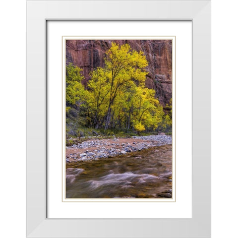 USA, Utah, Zion NP Stream in autumn scenic White Modern Wood Framed Art Print with Double Matting by OBrien, Jay