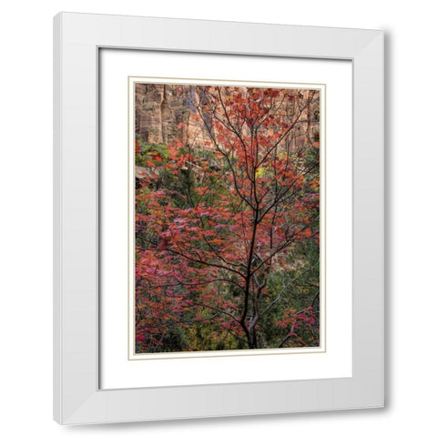 USA, Utah, Zion NP Autumn scenic White Modern Wood Framed Art Print with Double Matting by OBrien, Jay