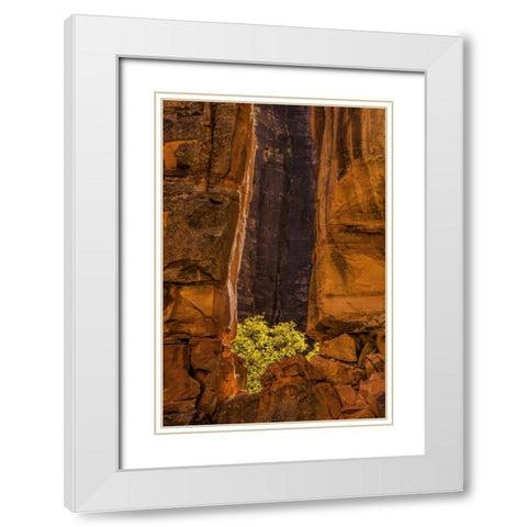 USA, Utah, Zion NP Tree and cliff White Modern Wood Framed Art Print with Double Matting by OBrien, Jay