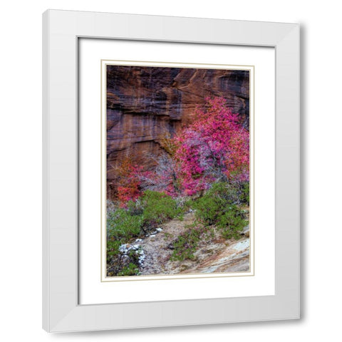 USA, Utah, Zion NP Cliff and autumn scenic White Modern Wood Framed Art Print with Double Matting by OBrien, Jay