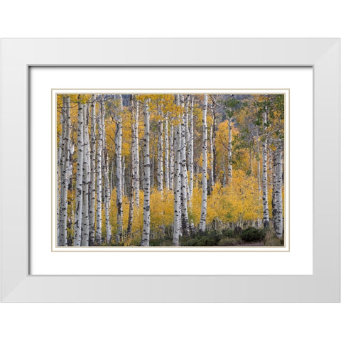 USA-Utah-Ashley National Forest Aspen forest in autumn White Modern Wood Framed Art Print with Double Matting by Jaynes Gallery