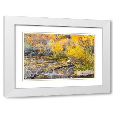 USA- Utah- Calf Creek Recreation Area in autumn. White Modern Wood Framed Art Print with Double Matting by Jaynes Gallery