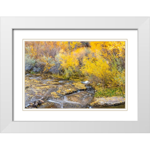 USA- Utah- Calf Creek Recreation Area in autumn. White Modern Wood Framed Art Print with Double Matting by Jaynes Gallery