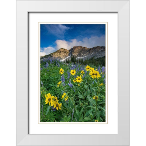 Arnica and lupine-Devils Castle-Albion Basin-Alta Ski Resort Wasatch Mountains White Modern Wood Framed Art Print with Double Matting by Garber, Howie