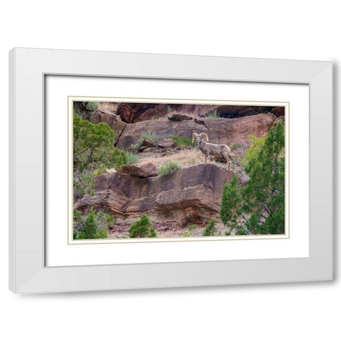 Big horn ram on cliff-Dinosaur National Monument-Utah-USA White Modern Wood Framed Art Print with Double Matting by Garber, Howie