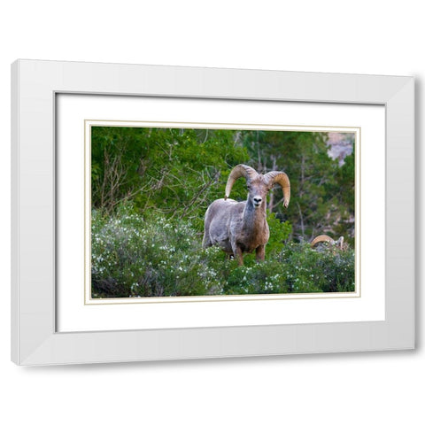 Big horn ram portrait in wildflowers-Dinosaur National Monument-Utah-USA White Modern Wood Framed Art Print with Double Matting by Garber, Howie