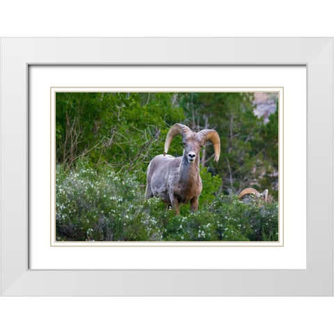 Big horn ram portrait in wildflowers-Dinosaur National Monument-Utah-USA White Modern Wood Framed Art Print with Double Matting by Garber, Howie