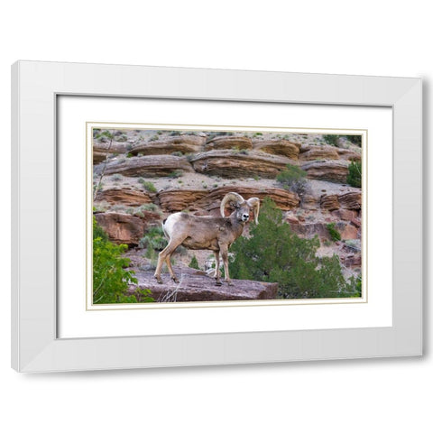 Bighorn ram on cliff-eye contact-Dinosaur National Monument-Utah-USA White Modern Wood Framed Art Print with Double Matting by Garber, Howie