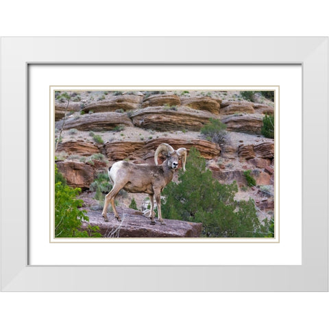 Bighorn ram on cliff-eye contact-Dinosaur National Monument-Utah-USA White Modern Wood Framed Art Print with Double Matting by Garber, Howie