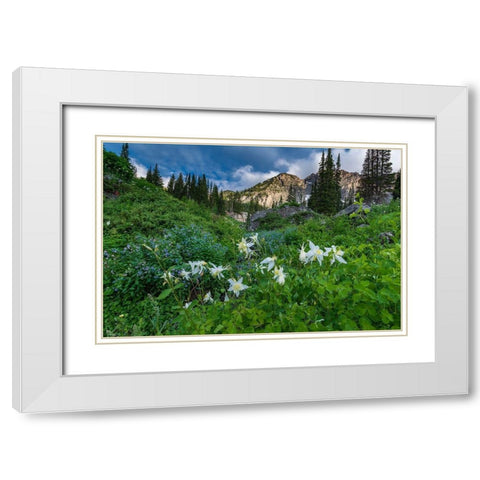 Columbine wildflowers and bluebells in Albion Basin-Alta Ski Resort-Wasatch Mountains White Modern Wood Framed Art Print with Double Matting by Garber, Howie