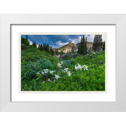 Columbine wildflowers and bluebells in Albion Basin-Alta Ski Resort-Wasatch Mountains White Modern Wood Framed Art Print with Double Matting by Garber, Howie