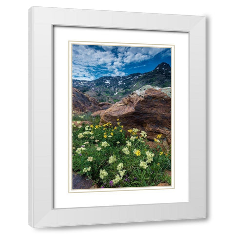 Cow parsnip-mules ear-and quartzite rock in Twin Peaks Wilderness White Modern Wood Framed Art Print with Double Matting by Garber, Howie