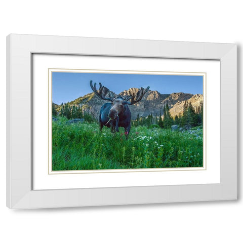 Grazing bull moose eye to eye with photographer-Wasatch Mountains-Alta-Utah-USA White Modern Wood Framed Art Print with Double Matting by Garber, Howie