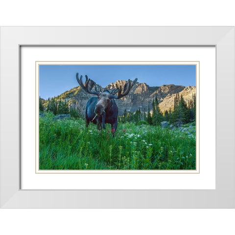 Grazing bull moose eye to eye with photographer-Wasatch Mountains-Alta-Utah-USA White Modern Wood Framed Art Print with Double Matting by Garber, Howie