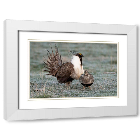 Greater sage grouse male and female at lek-Hennifer-Utah-USA White Modern Wood Framed Art Print with Double Matting by Garber, Howie