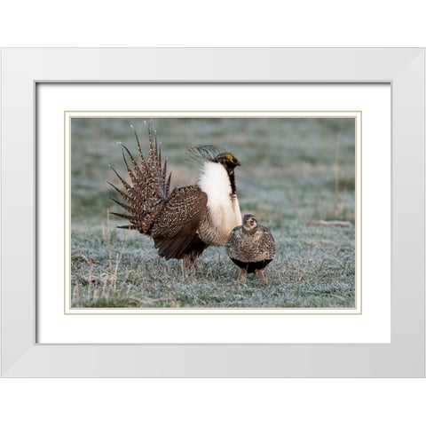 Greater sage grouse male and female at lek-Hennifer-Utah-USA White Modern Wood Framed Art Print with Double Matting by Garber, Howie