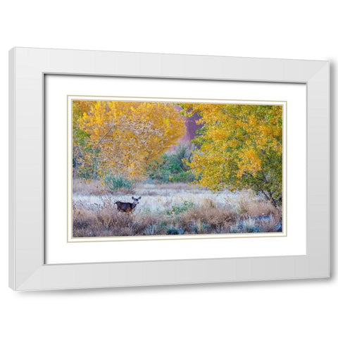 Whitetail deer grazing under autumn cottonwood tree-near Moab-Utah-USA White Modern Wood Framed Art Print with Double Matting by Garber, Howie
