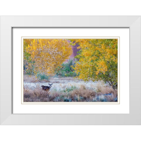 Whitetail deer grazing under autumn cottonwood tree-near Moab-Utah-USA White Modern Wood Framed Art Print with Double Matting by Garber, Howie