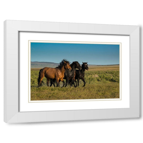 Wild stallions of Onaqui Herd graze along Pony Express Byway near Dugway White Modern Wood Framed Art Print with Double Matting by Garber, Howie