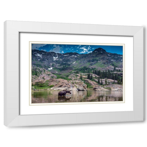 Young bull moose wading in Lake Lilian-Wasatch Mountains near Lake Blanche White Modern Wood Framed Art Print with Double Matting by Garber, Howie