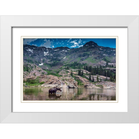 Young bull moose wading in Lake Lilian-Wasatch Mountains near Lake Blanche White Modern Wood Framed Art Print with Double Matting by Garber, Howie
