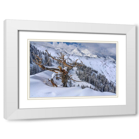 Utah-Ancient Limber pine on ridge during winter Big Cottonwood Canyon near Salt Lake City and Alta White Modern Wood Framed Art Print with Double Matting by Garber, Howie