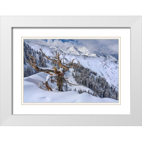 Utah-Ancient Limber pine on ridge during winter Big Cottonwood Canyon near Salt Lake City and Alta White Modern Wood Framed Art Print with Double Matting by Garber, Howie
