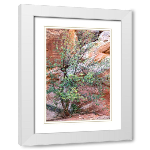 USA-Utah-Grand Wash-Capitol Reef National Park Single-leaf ash tree in front of sandstone wall White Modern Wood Framed Art Print with Double Matting by Davidson, Janell