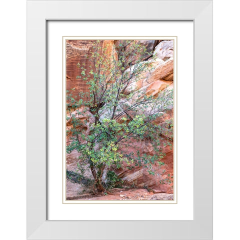 USA-Utah-Grand Wash-Capitol Reef National Park Single-leaf ash tree in front of sandstone wall White Modern Wood Framed Art Print with Double Matting by Davidson, Janell