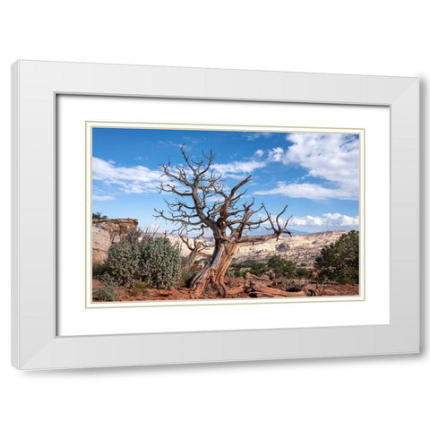 USA-Utah-Capitol Reef National Park Dead juniper tree White Modern Wood Framed Art Print with Double Matting by Davidson, Janell