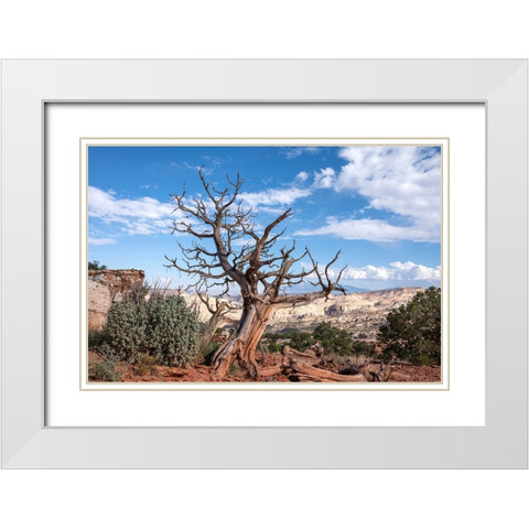 USA-Utah-Capitol Reef National Park Dead juniper tree White Modern Wood Framed Art Print with Double Matting by Davidson, Janell