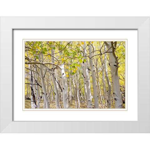 USA-Utah Dixie National Forest Grove of Aspens in Fall colors White Modern Wood Framed Art Print with Double Matting by Davidson, Janell