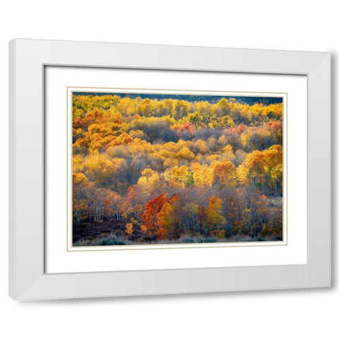 Utah-Logan Pass Autumn colors in Logan Pass Utah White Modern Wood Framed Art Print with Double Matting by Eggers, Julie