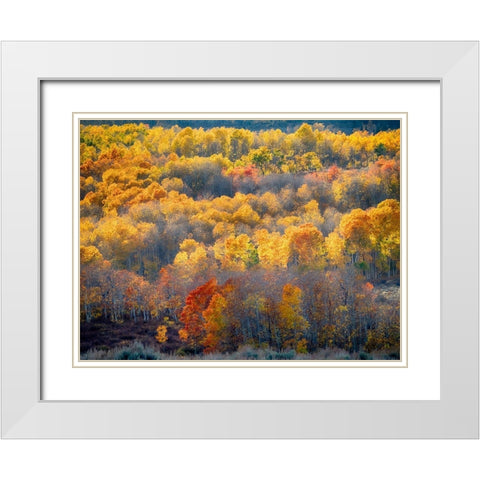 Utah-Logan Pass Autumn colors in Logan Pass Utah White Modern Wood Framed Art Print with Double Matting by Eggers, Julie