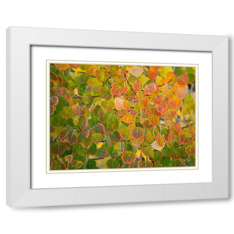 Utah-Logan Pass Autumn colors in Logan Pass Utah White Modern Wood Framed Art Print with Double Matting by Eggers, Julie
