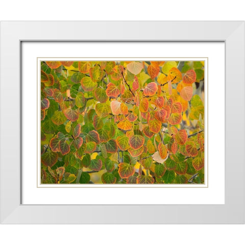 Utah-Logan Pass Autumn colors in Logan Pass Utah White Modern Wood Framed Art Print with Double Matting by Eggers, Julie