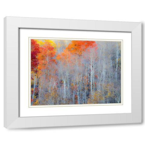 Utah-Logan Pass Autumn colors in Logan Pass Utah White Modern Wood Framed Art Print with Double Matting by Eggers, Julie