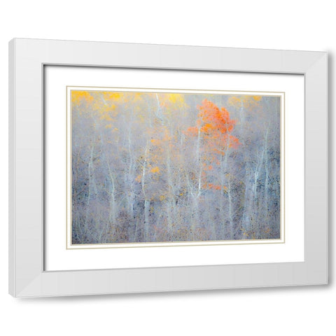 Utah-Logan Pass Autumn colors in Logan Pass Utah White Modern Wood Framed Art Print with Double Matting by Eggers, Julie