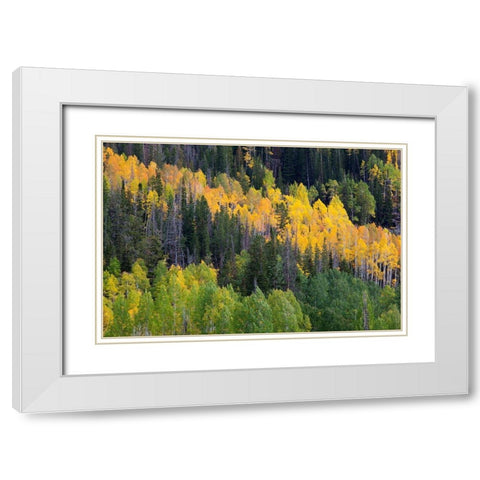 Utah; Wasatch-Cache National Forest, aspen trees along Mirror Lake Scenic Byway White Modern Wood Framed Art Print with Double Matting by Wild, Jamie and Judy