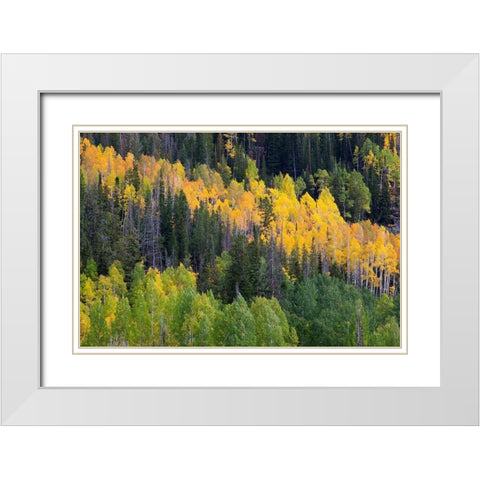 Utah; Wasatch-Cache National Forest, aspen trees along Mirror Lake Scenic Byway White Modern Wood Framed Art Print with Double Matting by Wild, Jamie and Judy
