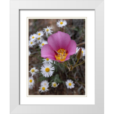 Utah Sego lily-Arches National Park White Modern Wood Framed Art Print with Double Matting by Zimmerman, Judith