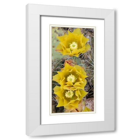 Utah Prickly pear cactus bloom-Arches National Park White Modern Wood Framed Art Print with Double Matting by Zimmerman, Judith