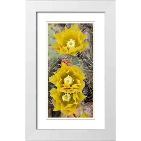 Utah Prickly pear cactus bloom-Arches National Park White Modern Wood Framed Art Print with Double Matting by Zimmerman, Judith