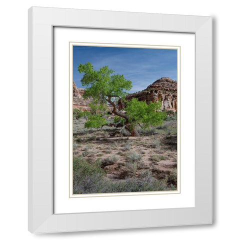 Utah Lush green leaves on cottonwood tree in the desert-San Rafael Swell White Modern Wood Framed Art Print with Double Matting by Zimmerman, Judith