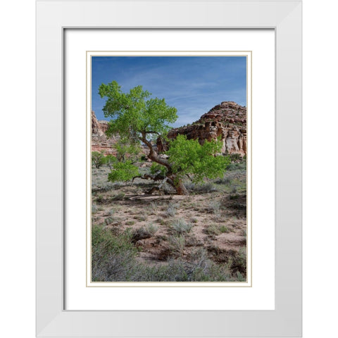 Utah Lush green leaves on cottonwood tree in the desert-San Rafael Swell White Modern Wood Framed Art Print with Double Matting by Zimmerman, Judith