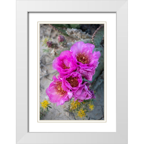 Utah Beavertail prickly pear cactus-Factory Butte-Upper Blue Hills White Modern Wood Framed Art Print with Double Matting by Zimmerman, Judith